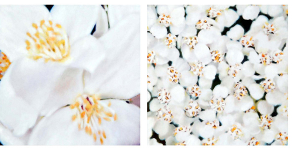 Mock Orange and Yarrow
