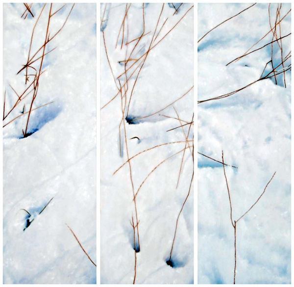 Gold Grass In Snow