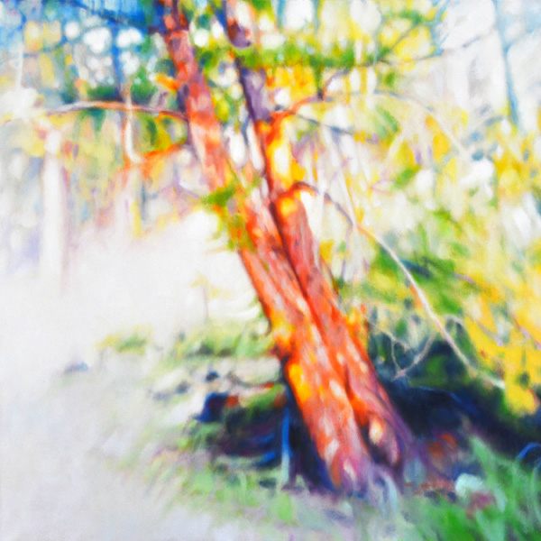Fir Trees