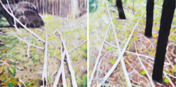 Walk In The Woods
