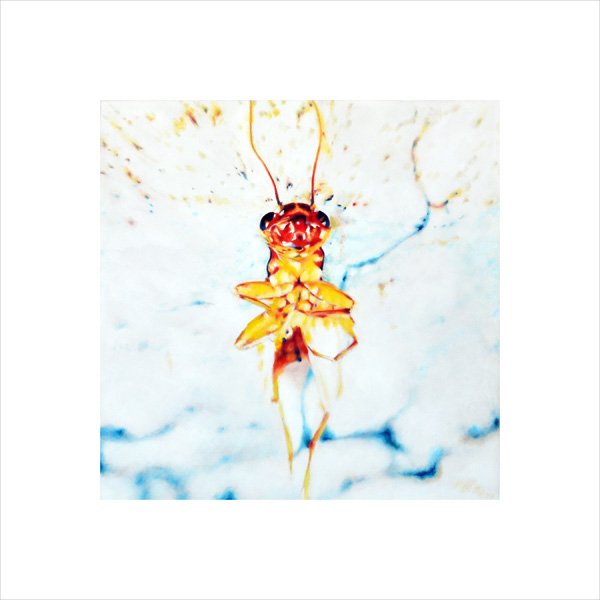 Ascension of a Cricket