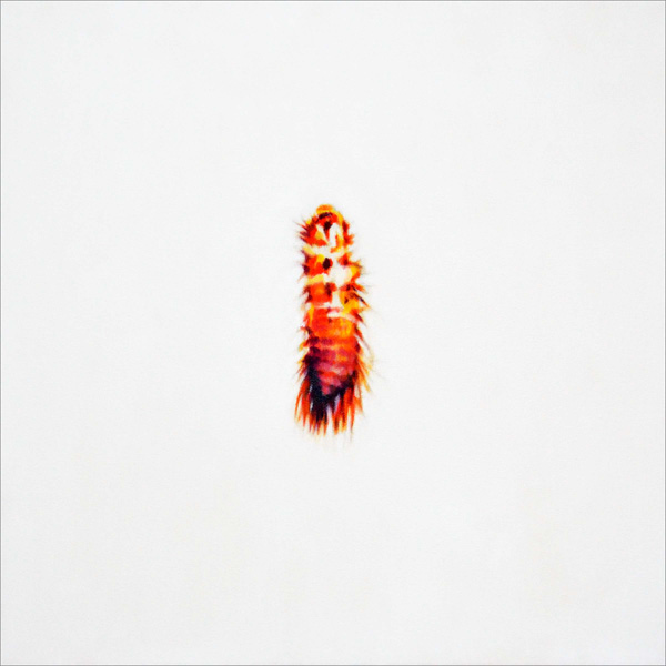 Exuvia