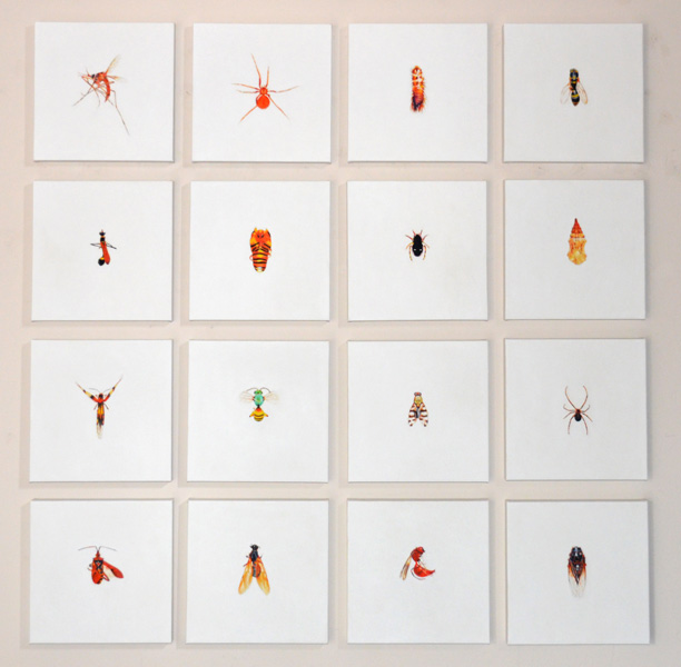 Insect Collection