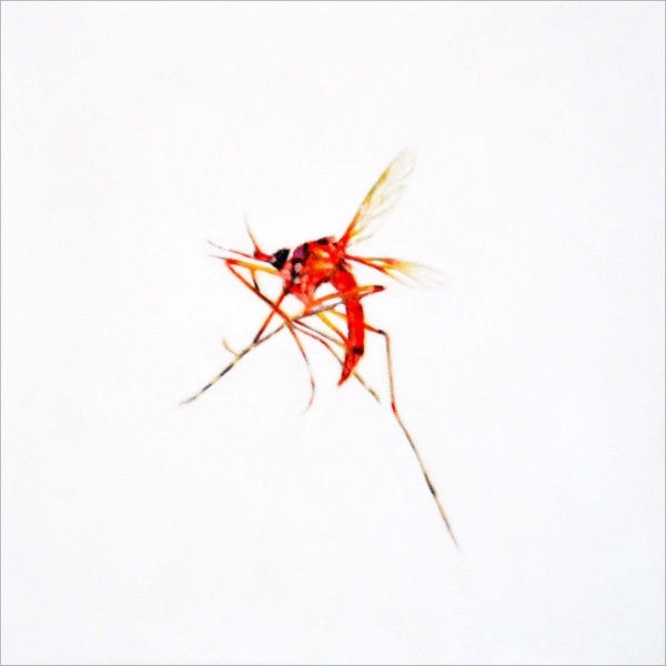 Mosquito