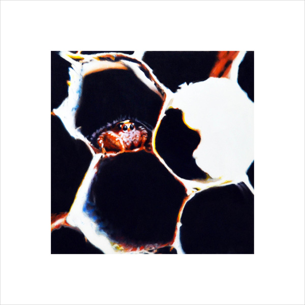 Shelter (Jumping Spider)