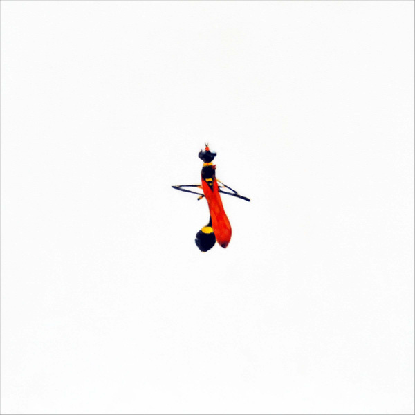 Thread Waisted Wasp