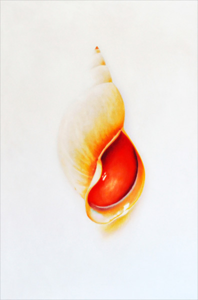Golden Fossaria