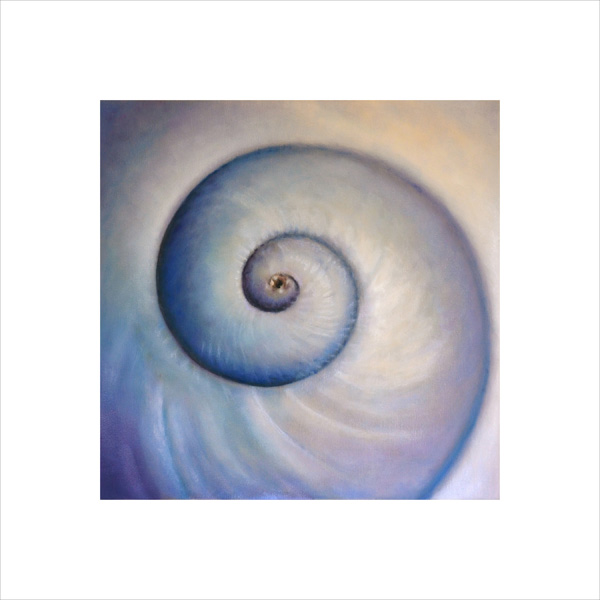 Purple Sea Snail