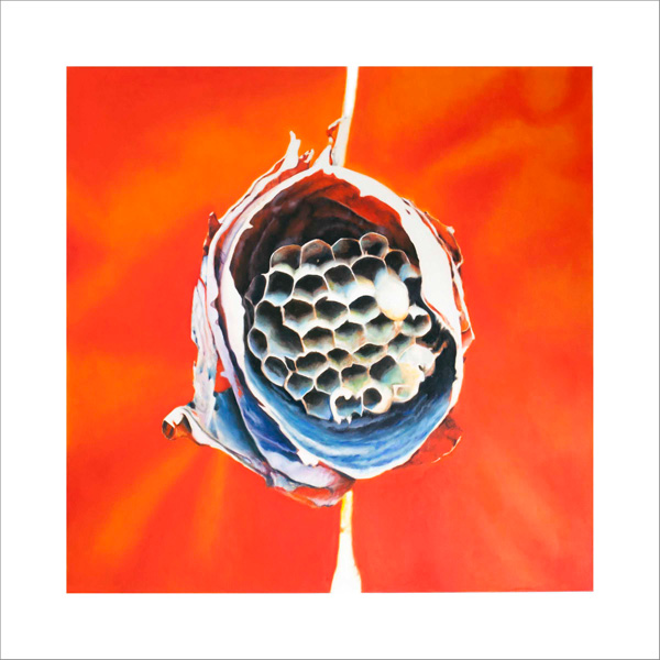 Chronister's Paper Wasp