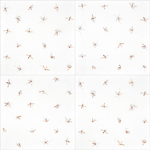 Cloud of Crane Flies