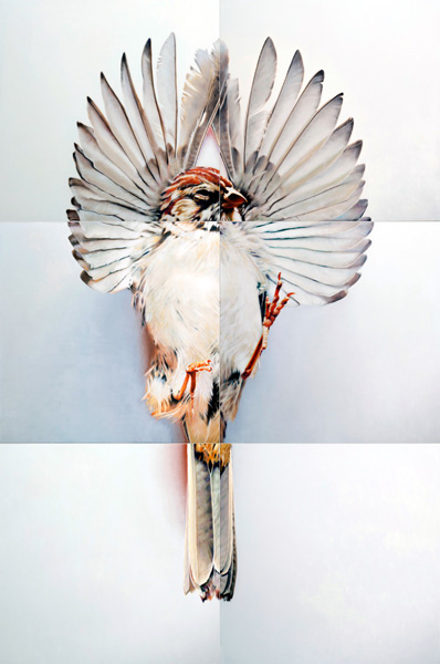 Sparrow