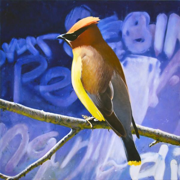 Cedar Waxwing