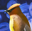 Cedar Waxwing