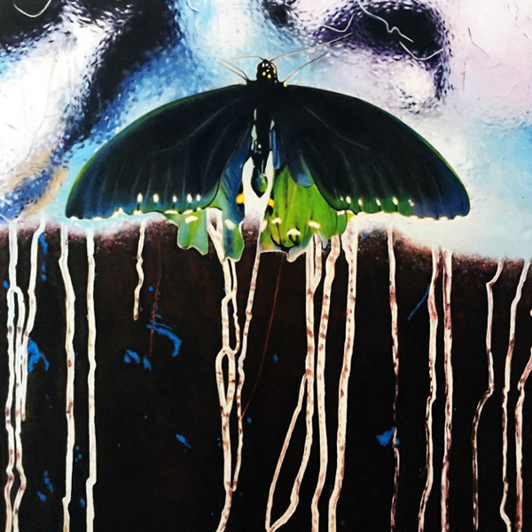 Pipevine Swallowtail