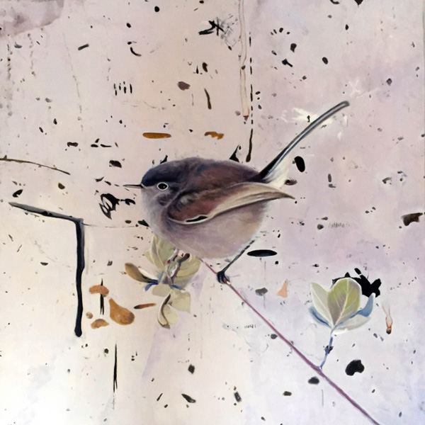 Gnatcatcher
