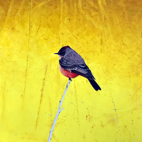 Vermillion Flycatcher