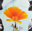 California Poppy