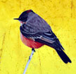 Vermilion Flycatcher