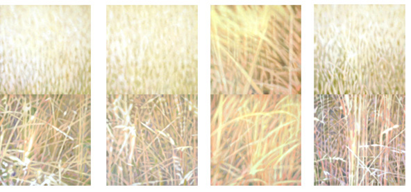 Grass