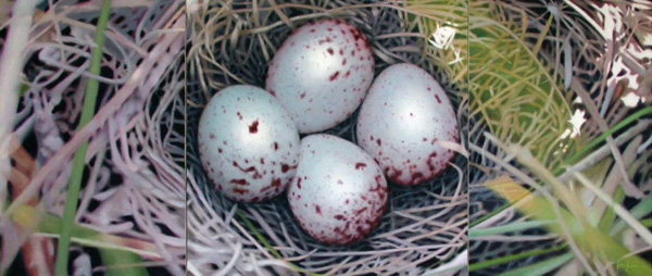 Nest