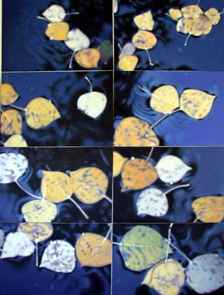 Floating Leaves